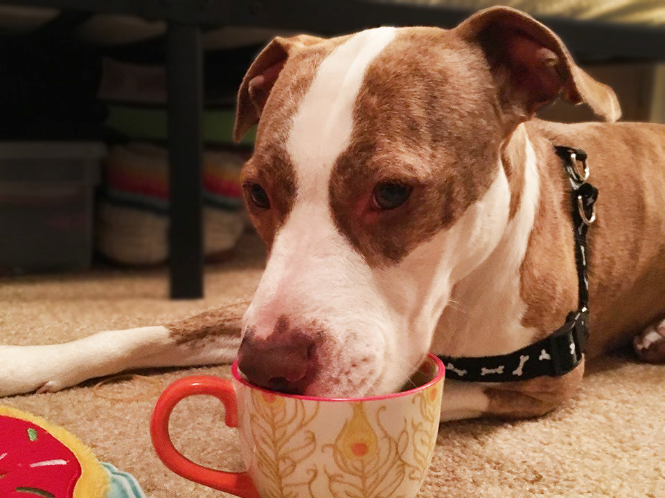 Lavender tea for outlet dogs